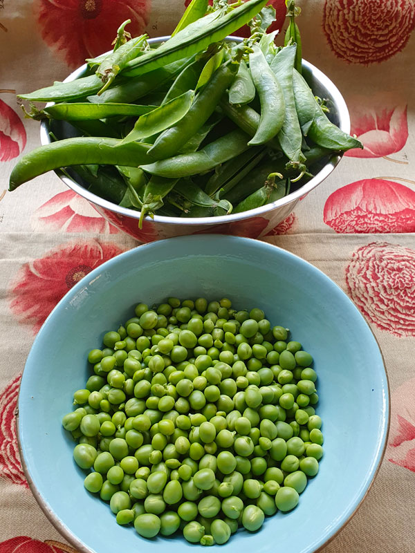 petits-pois-frais